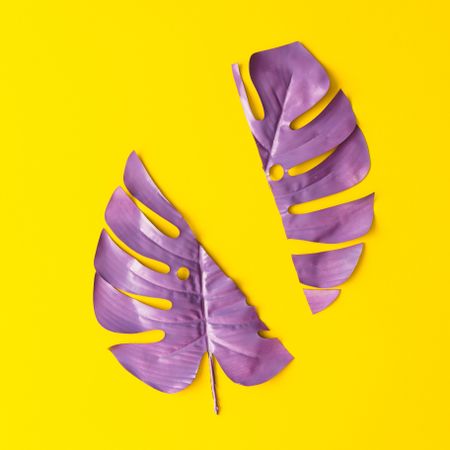 Purple split painted tropical leaf on yellow background