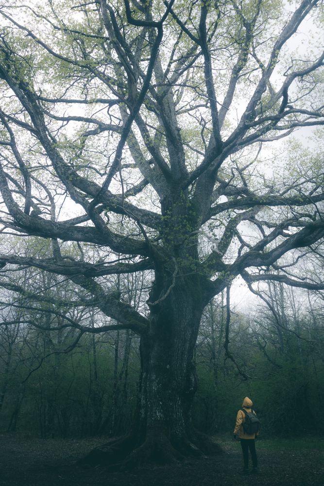 Traveller standing beside old tree covered by moss