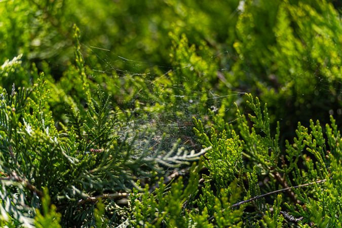 Evergreen border bush with spider net