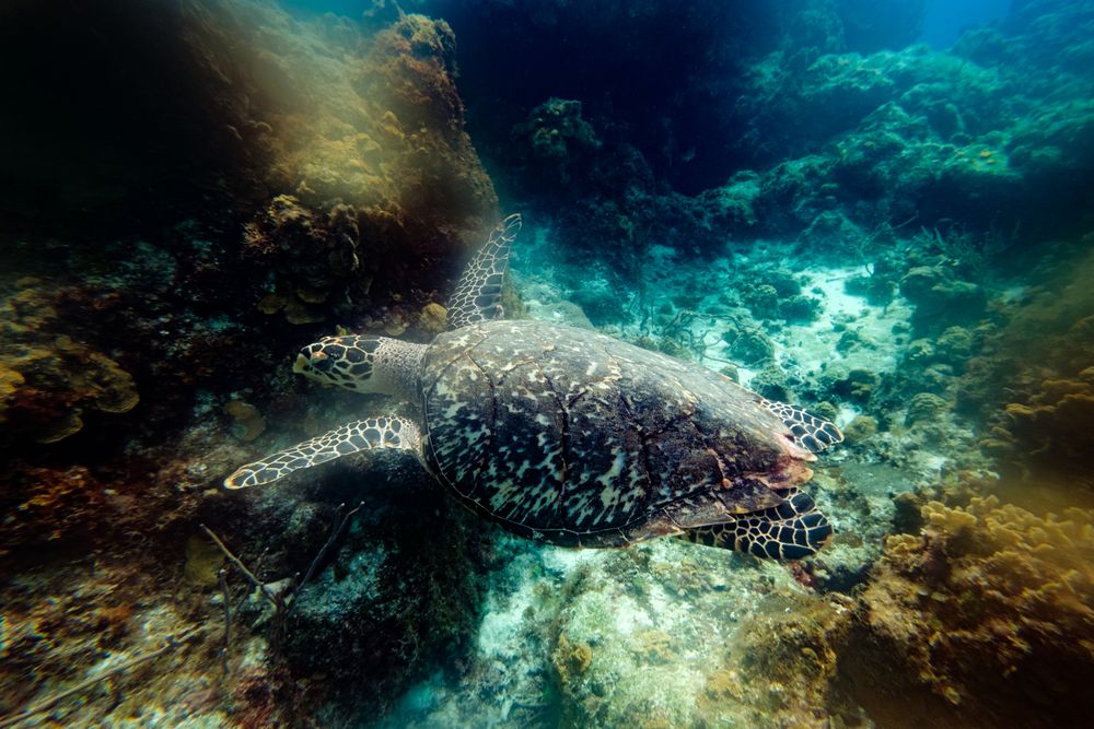 Wild sea turtle swimming underwater
