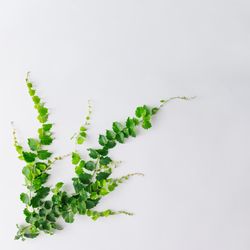 Branches and leaves with copy space