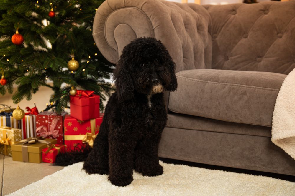 Concept of Merry Christmas, funny Christmas dog