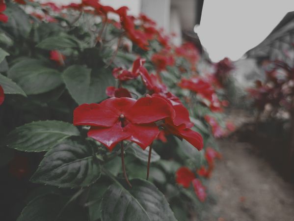 background with red flowers