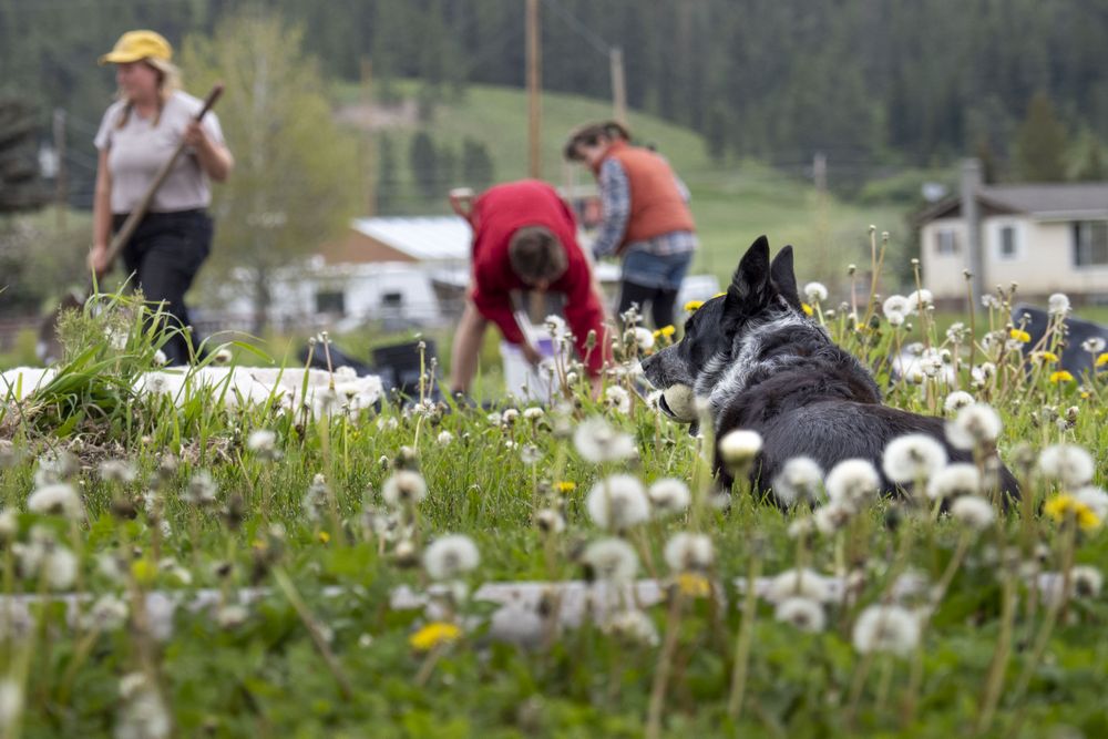 People working in field with dog sitting in foreground with tennis ball