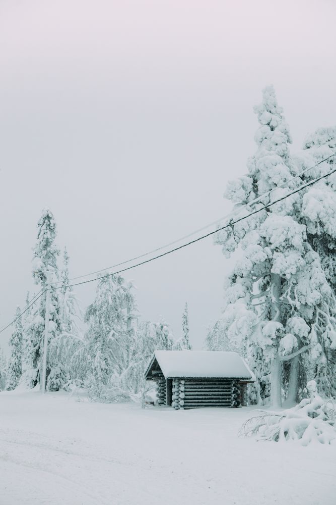 Conifer trees in snowy countryside