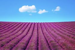 Lavender flower blooming fields endless rows, Provence, France