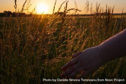 Touching tall grass at sunset 0Vv3X0