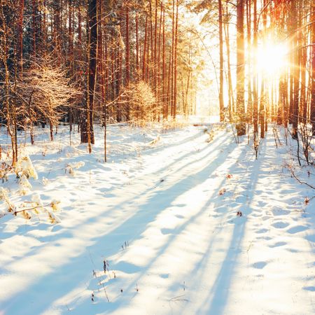 Sunlight in winter