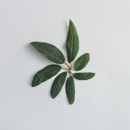 Green leaves on light background