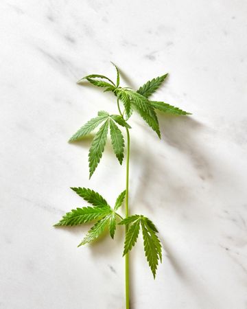 Cannabis leaf on marble background