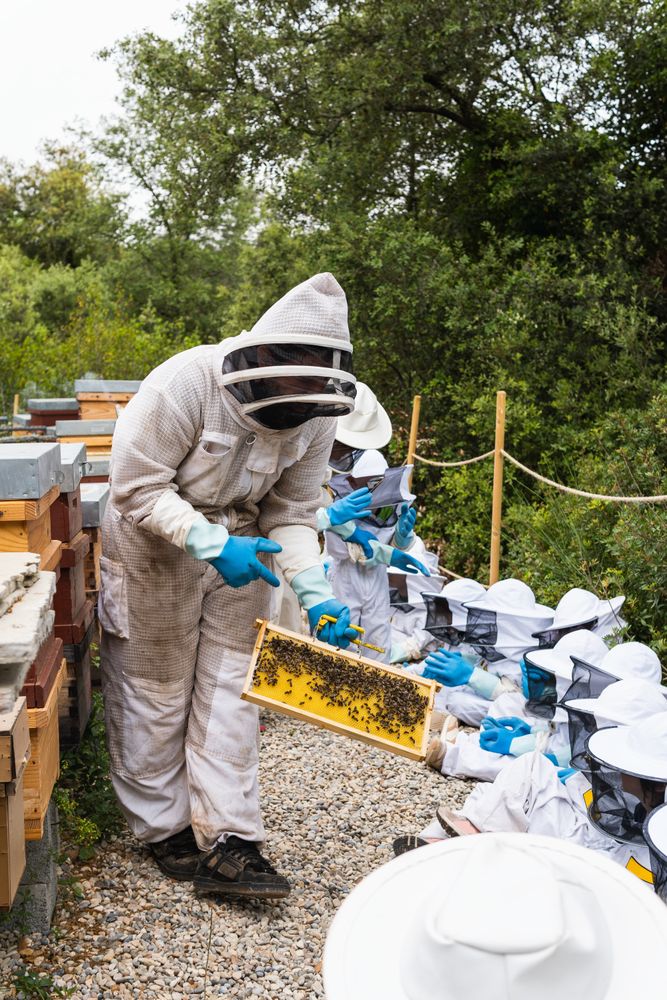 Beekeeper showing honeycomb to group of kids in apiary