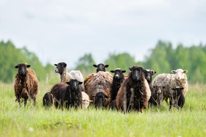Brown herd of sheep on green grass field