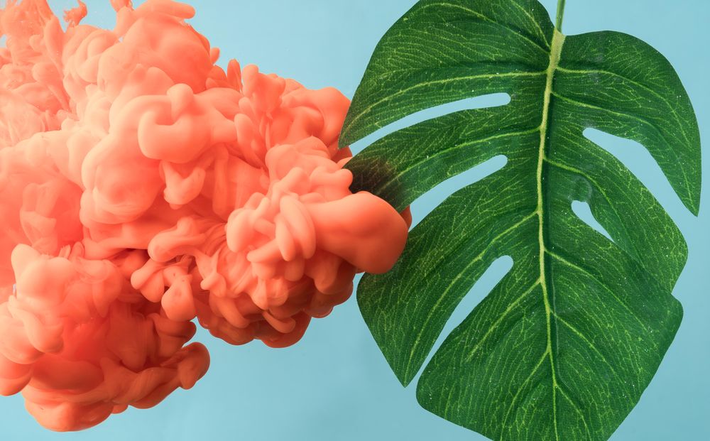 Tropical monstera leaf with pastel coral color cloud