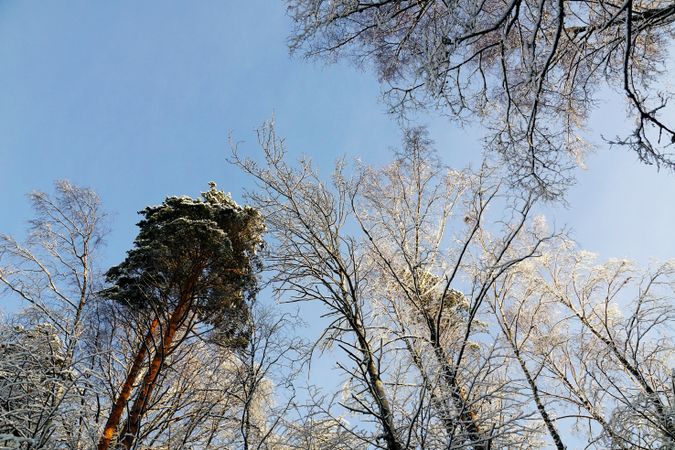 Tops of evergreen and leafless trees over blue sky