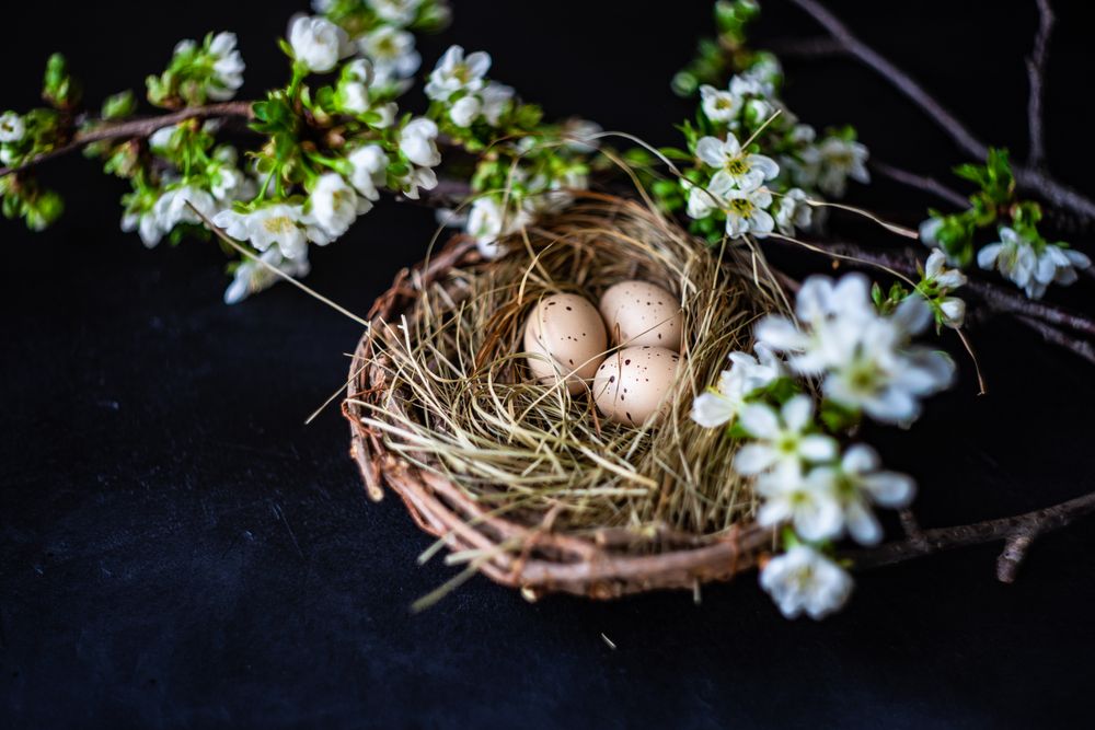 Easter card concept of small spotted eggs in nest with copy space