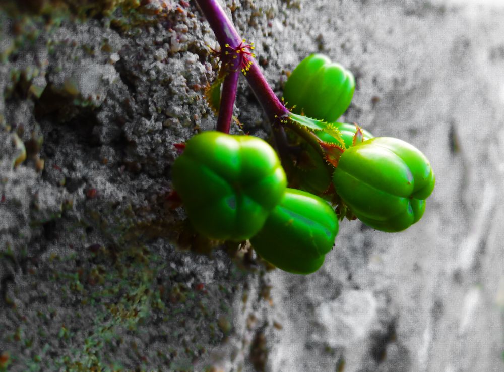 Fruit images are suitable for backgrounds.