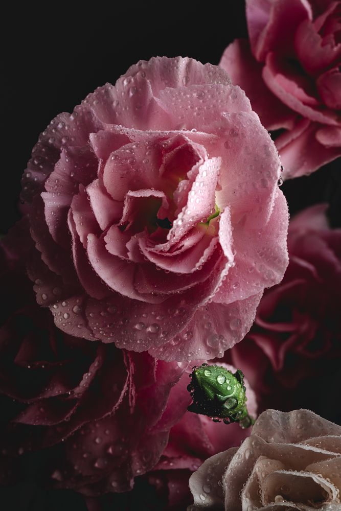 bouquet of pink carnations flowers