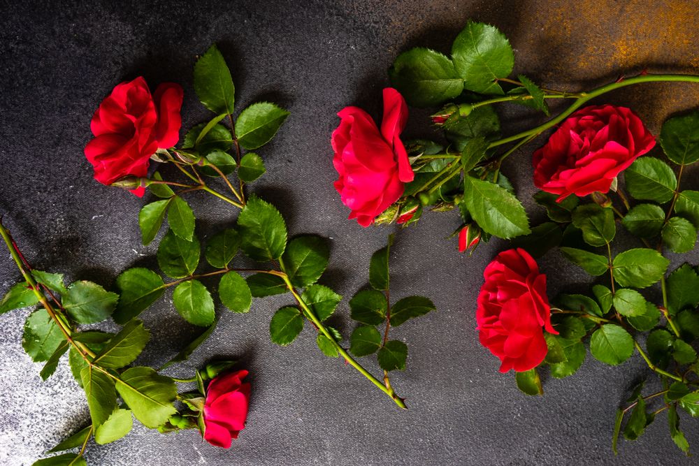 Fresh red roses scattered on dark marble counter