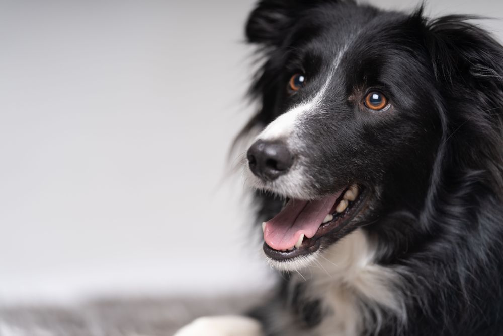Portrait of beautiful Australian Shepherd 