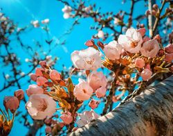 Cherry blossom tree in close-up
