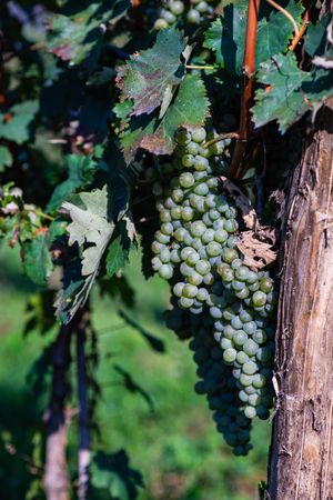 Grapes growing in Lopota