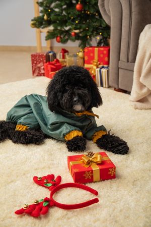 Concept of Merry Christmas, funny Christmas dog