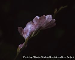 Outside veins of a pink flower on dark background 4BD3e0