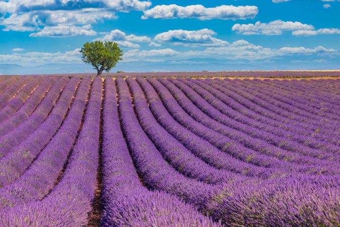 Lavender farm in rows with tree under blue sky with clouds