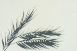 Palm leaf shadows on cream background