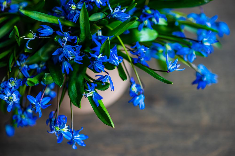 Spring floral card concept with delicate blue flowers
