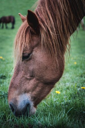 Chestnut horse standing in countryside
