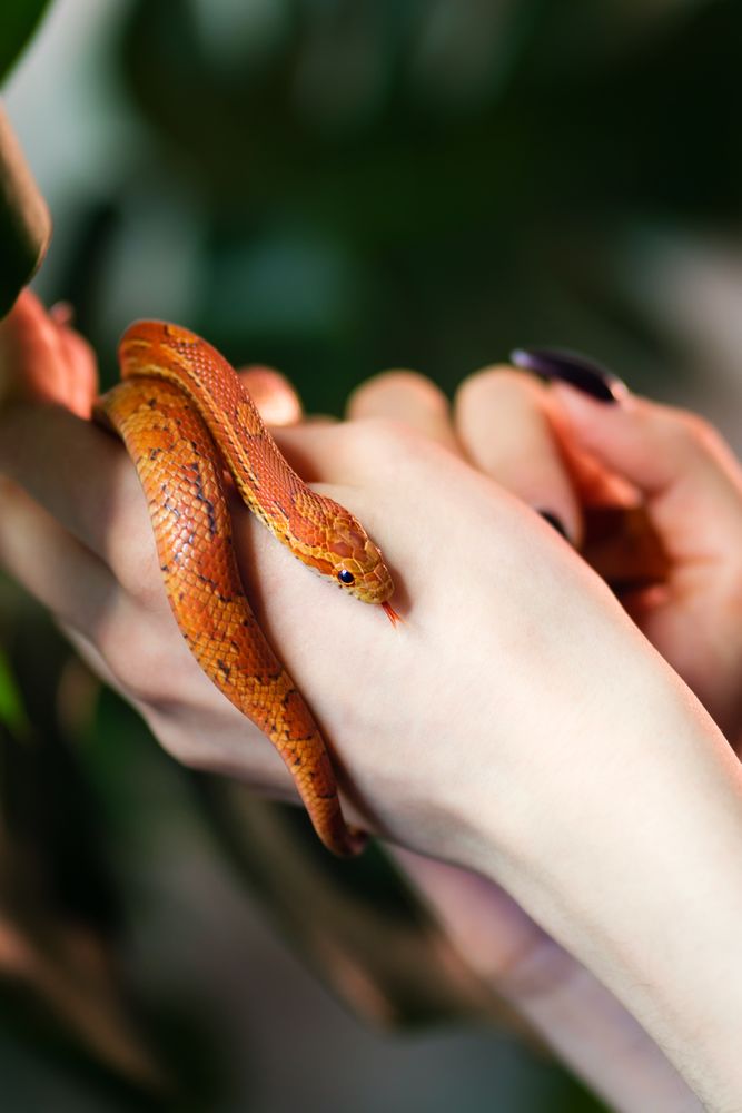 Corn snake wrapped around woman hand