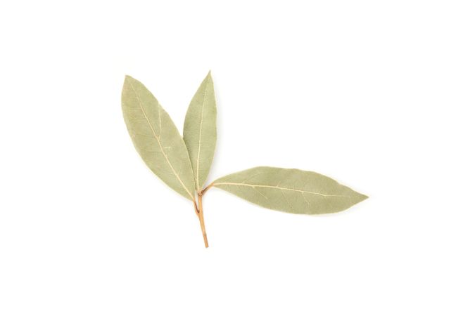 Bay leaf on plain background