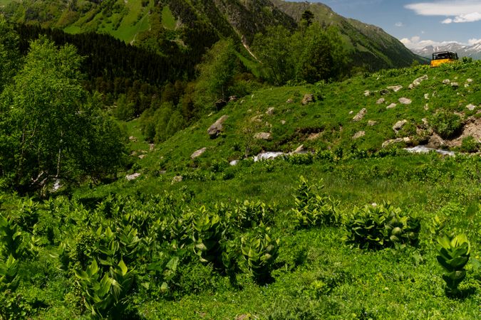 Verdant hillside with large green plants