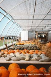 Variations of pumpkins on tables in an enclosed greenhouse 43rOg5