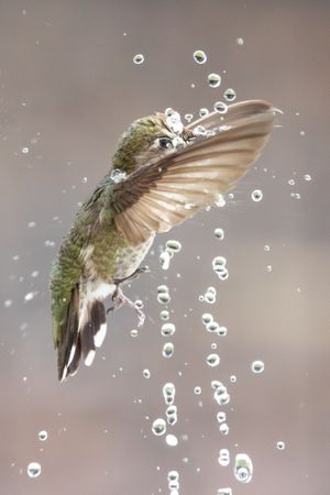 Beautiful Immature Male Anna's Hummingbird Enjoying The Water Fountain