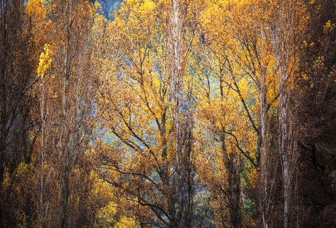 Blurred trees in green forest