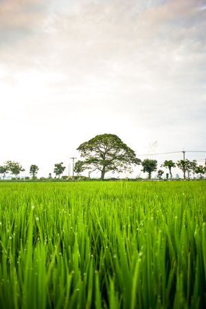 Vast grassy field on cloudy day