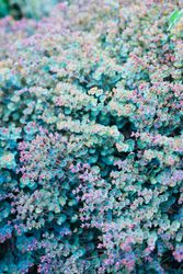 Green and purple blossoms on succulent