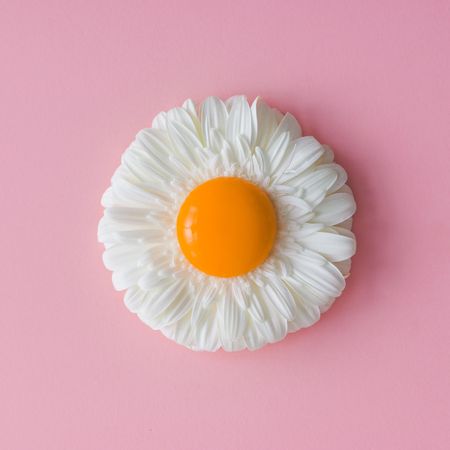 Daisy flower with egg yolk