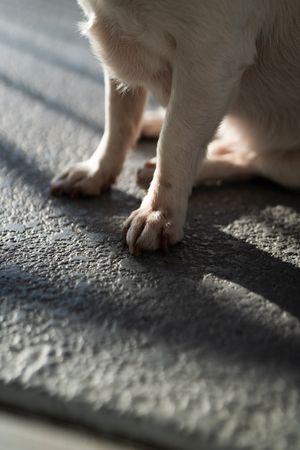 Close up of dog paws on patio outside
