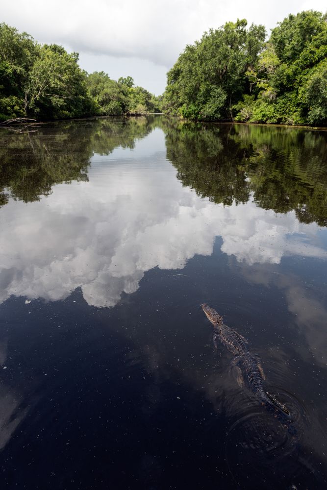 Gator in Henderson, Louisiana