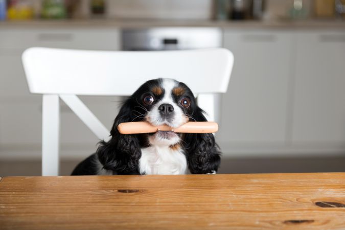 Cavalier spaniel eating hot dog in the kitchen