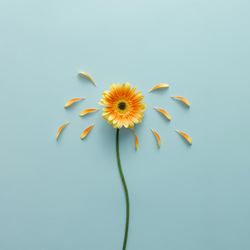 Orange flower on blue background with petals