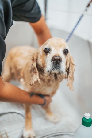 Female groomer washing dog in salon
