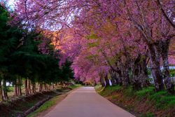 Cherry blossom in Khun Wang ChiangMai, Thailand.