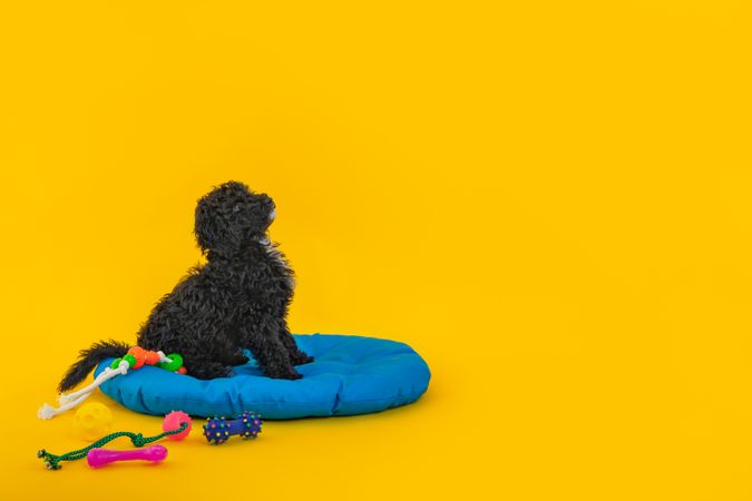 Cute poodle dog sitting on blue bed surrounded by toys