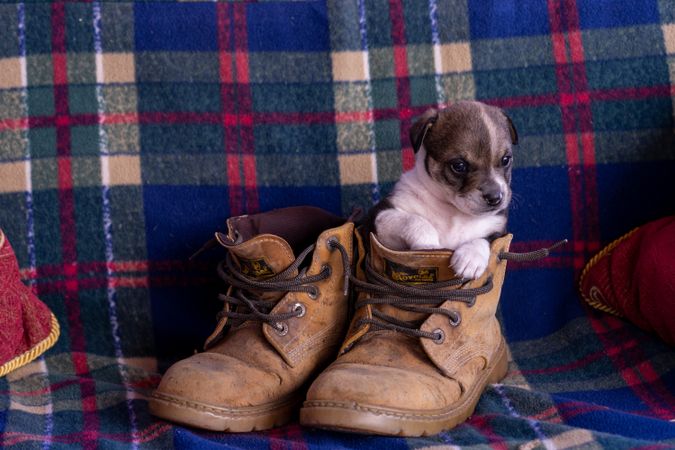 Brown puppy in brown ranger shoes