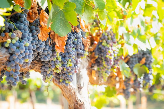 Vineyard with Lush, Ripe Wine Grapes on the Vine Ready for Harvest
