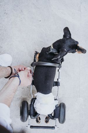 Man fixing wheelchair on dog